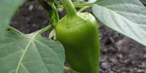 Proč se nevýhodní papriky a co dělat pro urychlení zrání?